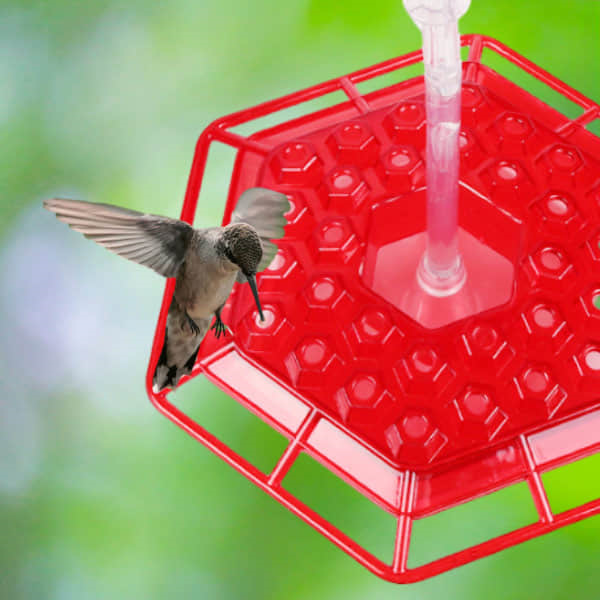 hummingbird on a Dotmalls Hummingbird Feeder