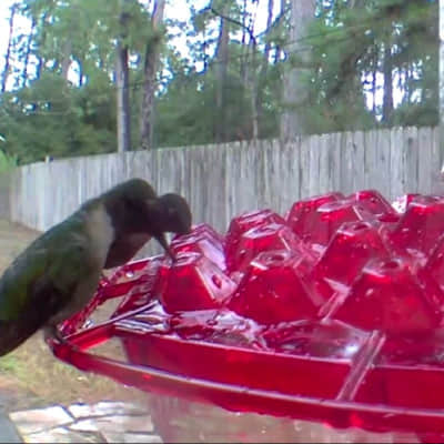 hummingbird on a Dotmalls Hummingbird Feeder