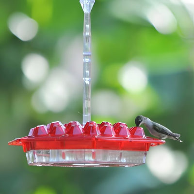 Dotmalls hummingbird on a Dotmalls Hummingbird Feeder